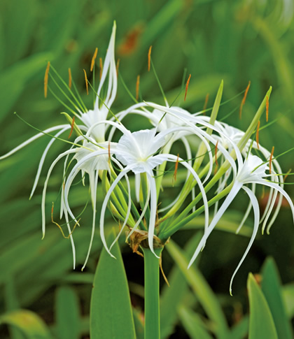 この花が「県花」の都道府県はどこでしょう？