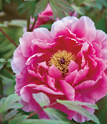 この花が「県花」の都道府県はどこでしょう？