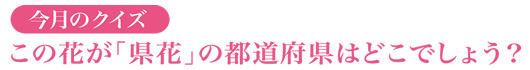 この花が「県花」の都道府県はどこでしょう？