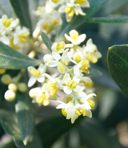 ���̉Ԃ��u���ԁv�̓s���{���͂ǂ��ł��傤�H