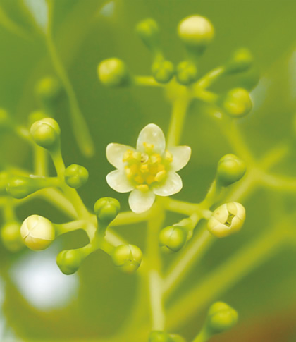 ���̉Ԃ��u���ԁv�̓s���{���͂ǂ��ł��傤�H