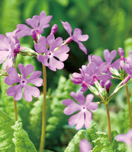 ���̉Ԃ��u���ԁv�̓s���{���͂ǂ��ł��傤�H