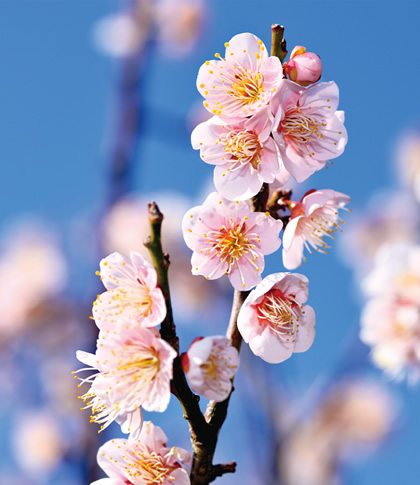 ���̉Ԃ��u���ԁv�̓s���{���͂ǂ��ł��傤�H