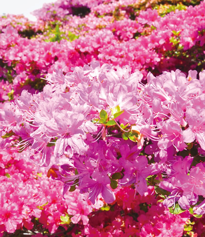 ���̉Ԃ��u���ԁv�̓s���{���͂ǂ��ł��傤�H