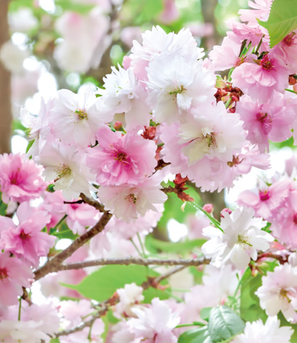 ���̉Ԃ��u���ԁv�̓s���{���͂ǂ��ł��傤�H